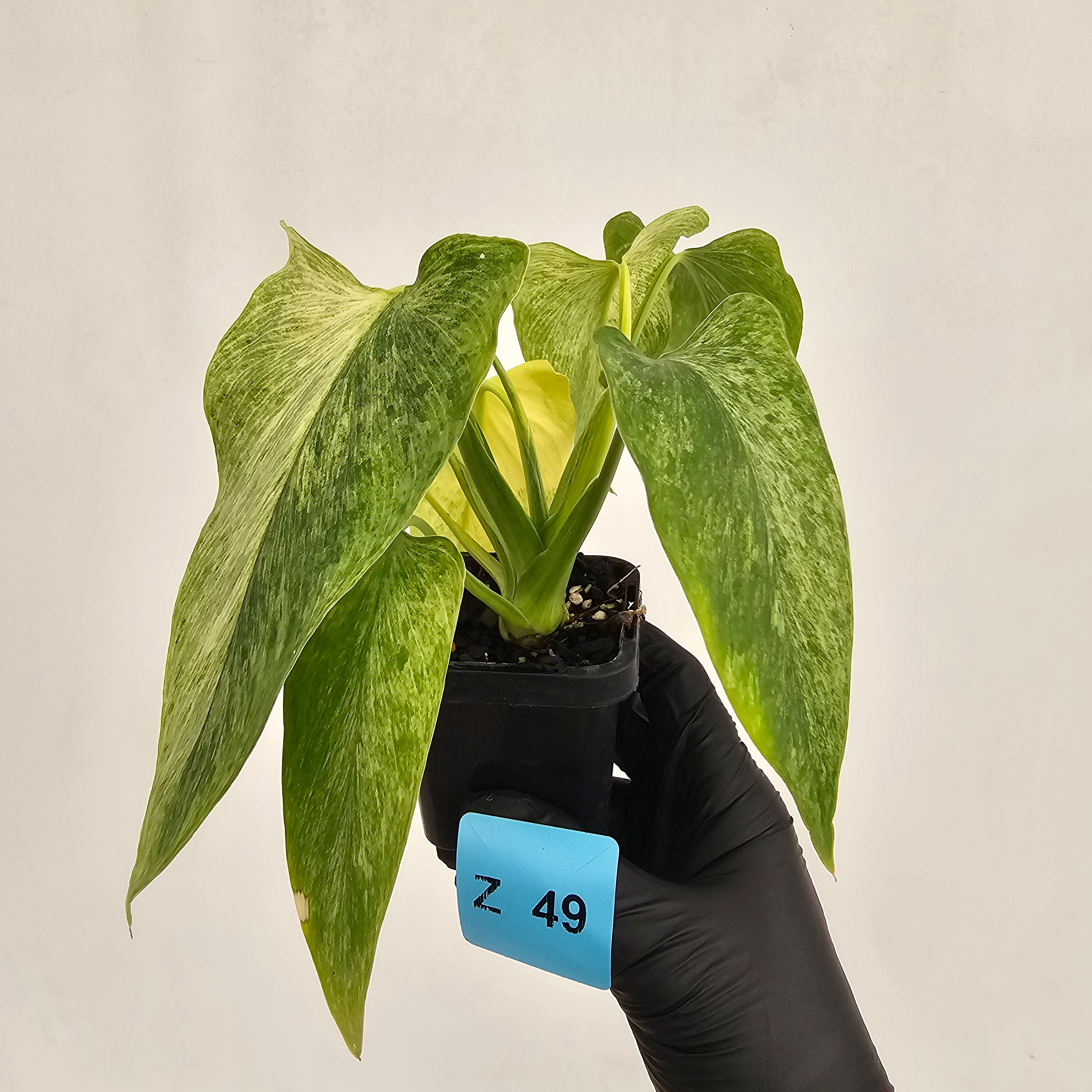 Homalomena sulcata ‘Cream Frost’ - SALE