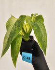 Homalomena sulcata ‘Cream Frost’ - SALE