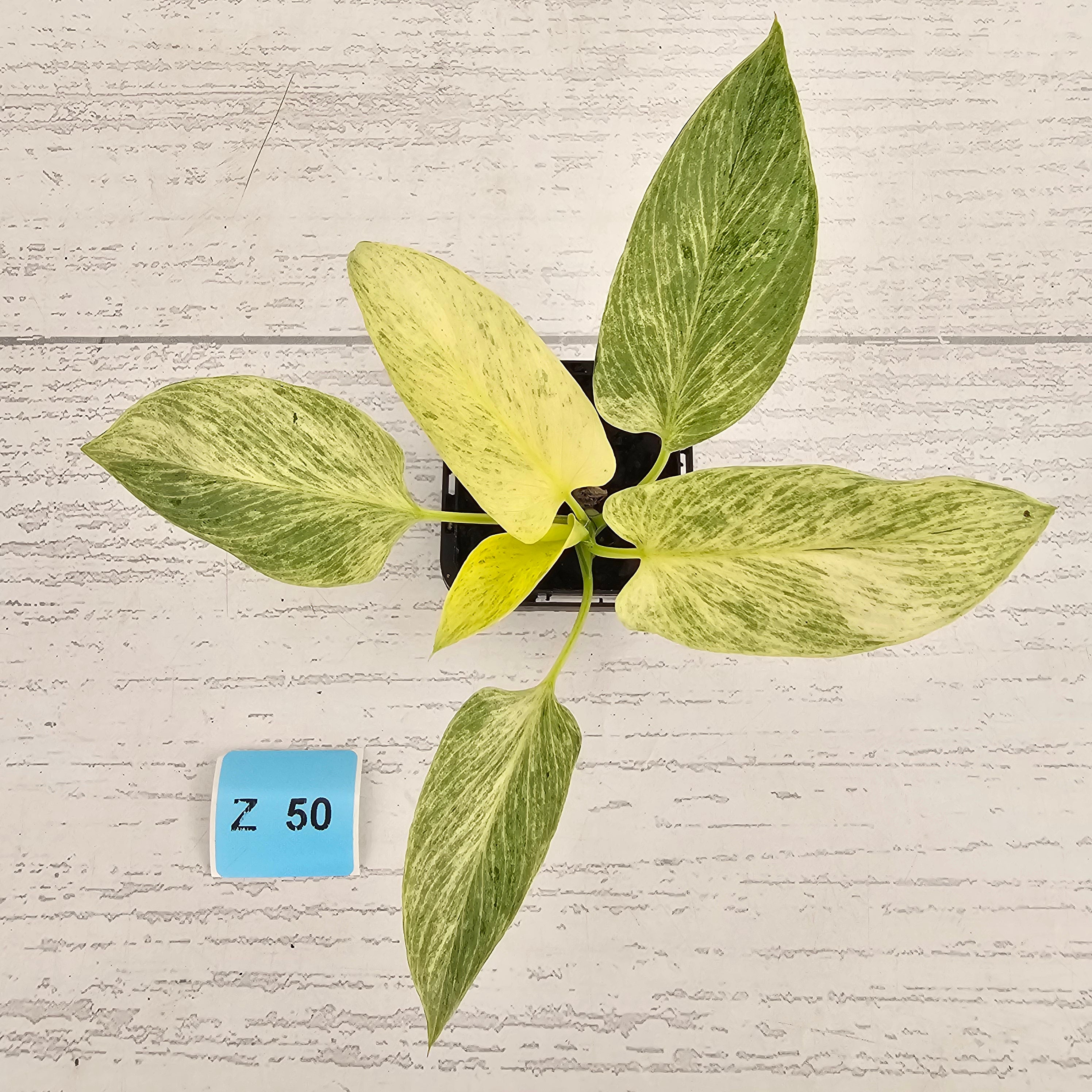 Homalomena sulcata ‘Cream Frost’ - SALE