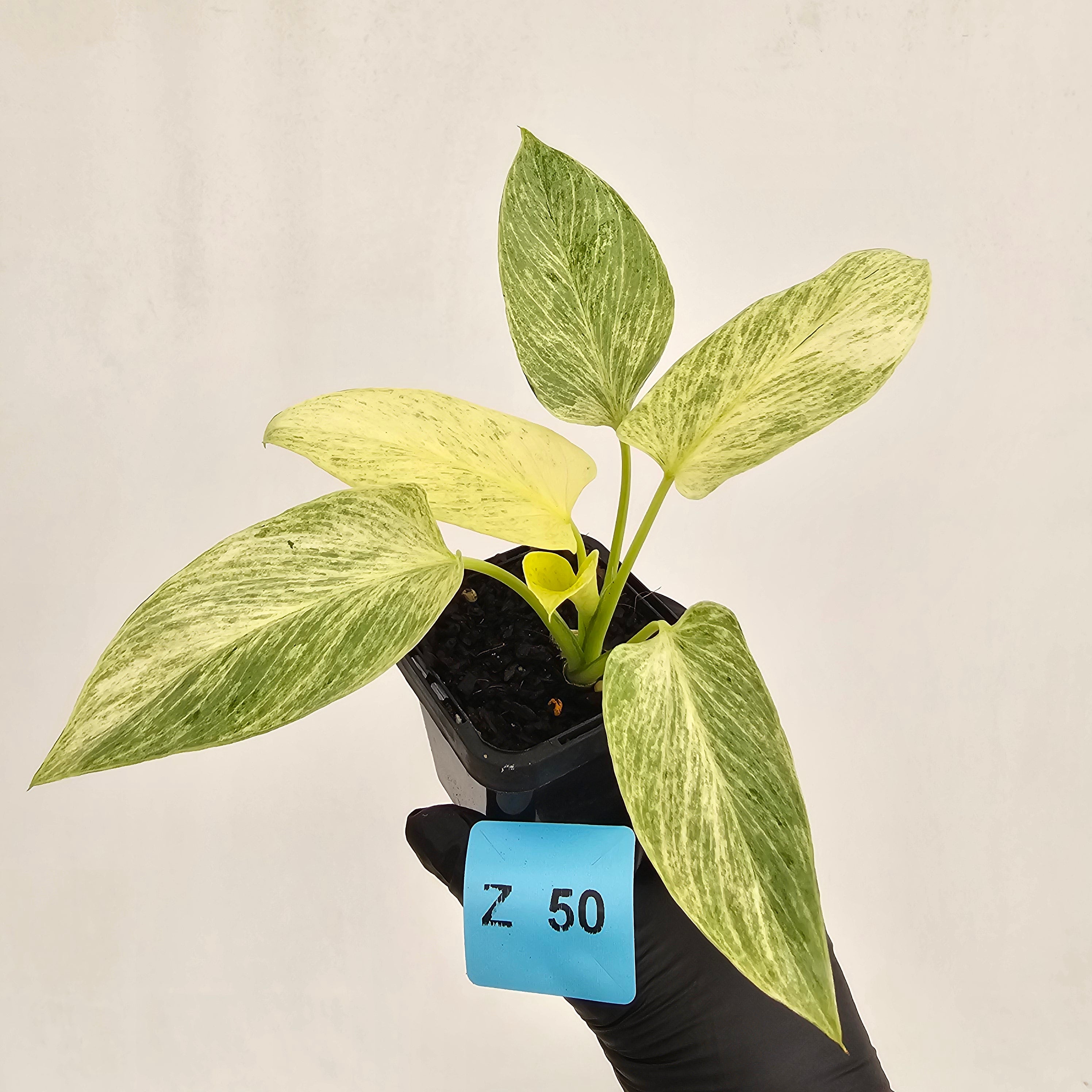 Homalomena sulcata ‘Cream Frost’ - SALE