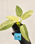 Homalomena sulcata ‘Cream Frost’ - SALE