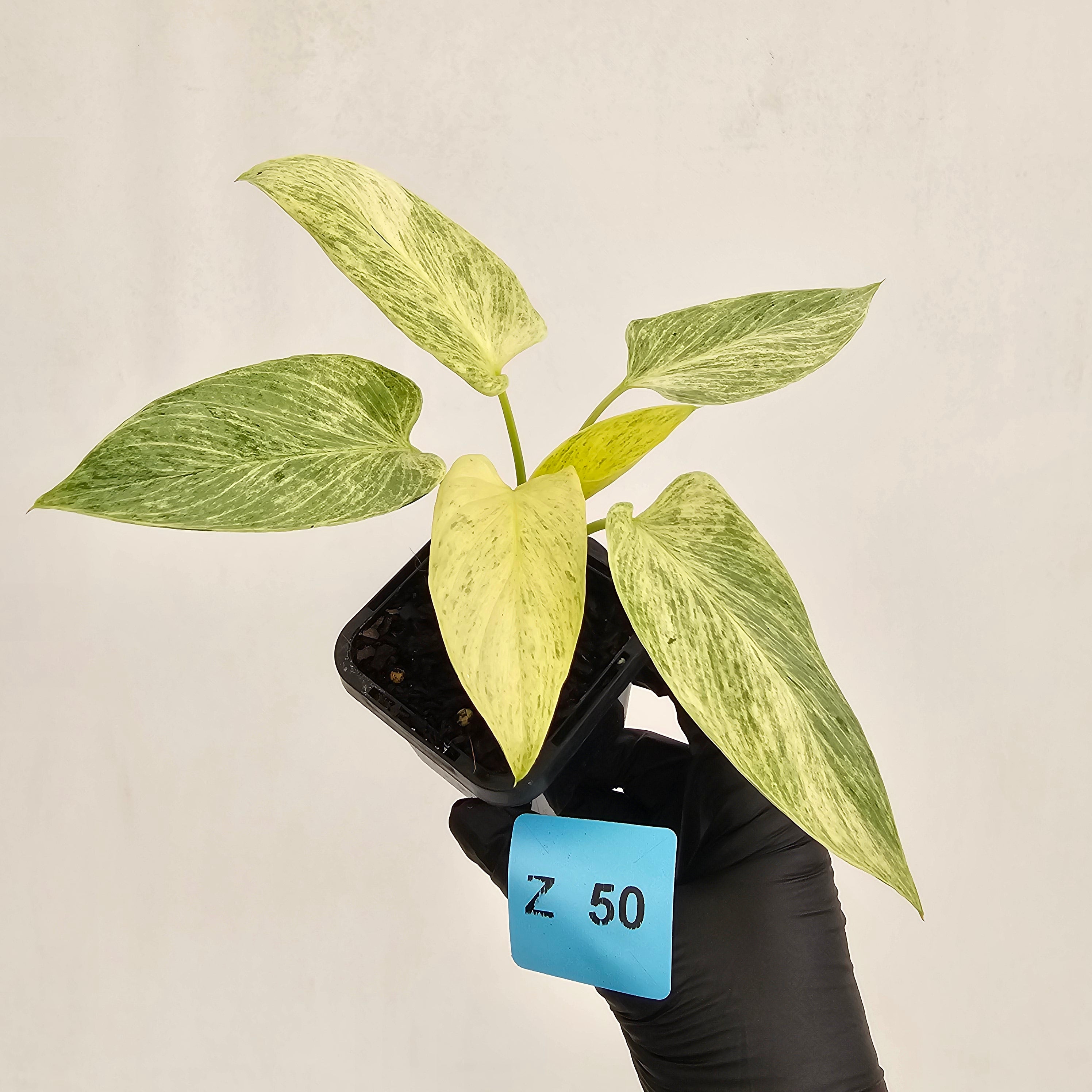 Homalomena sulcata ‘Cream Frost’ - SALE