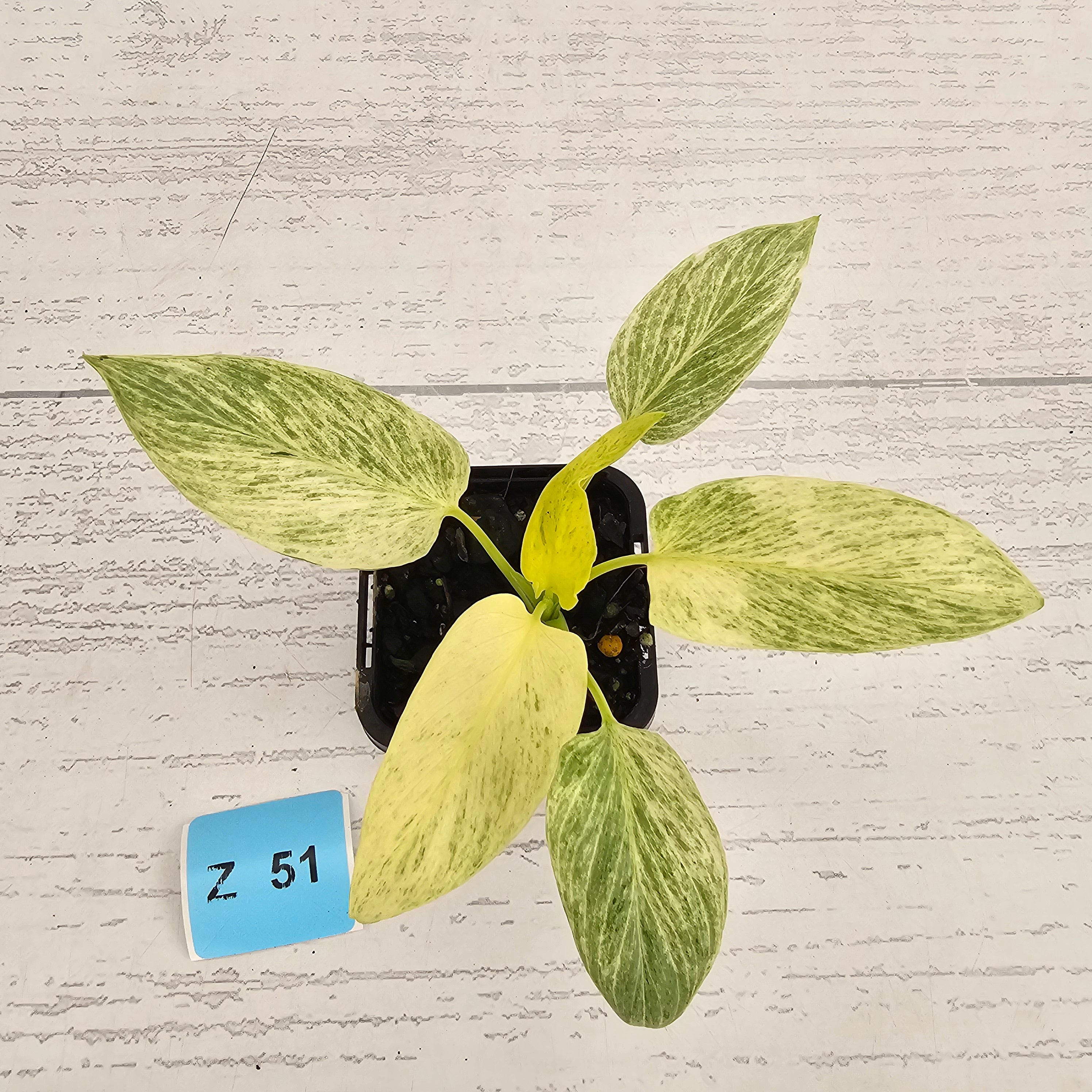 Homalomena sulcata ‘Cream Frost’ - SALE