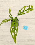 Monstera obliqua ‘Peru’