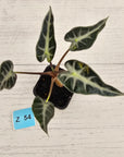 Alocasia Amazonica  bambino Variegata