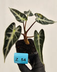 Alocasia Amazonica  bambino Variegata