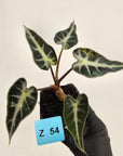 Alocasia Amazonica  bambino Variegata