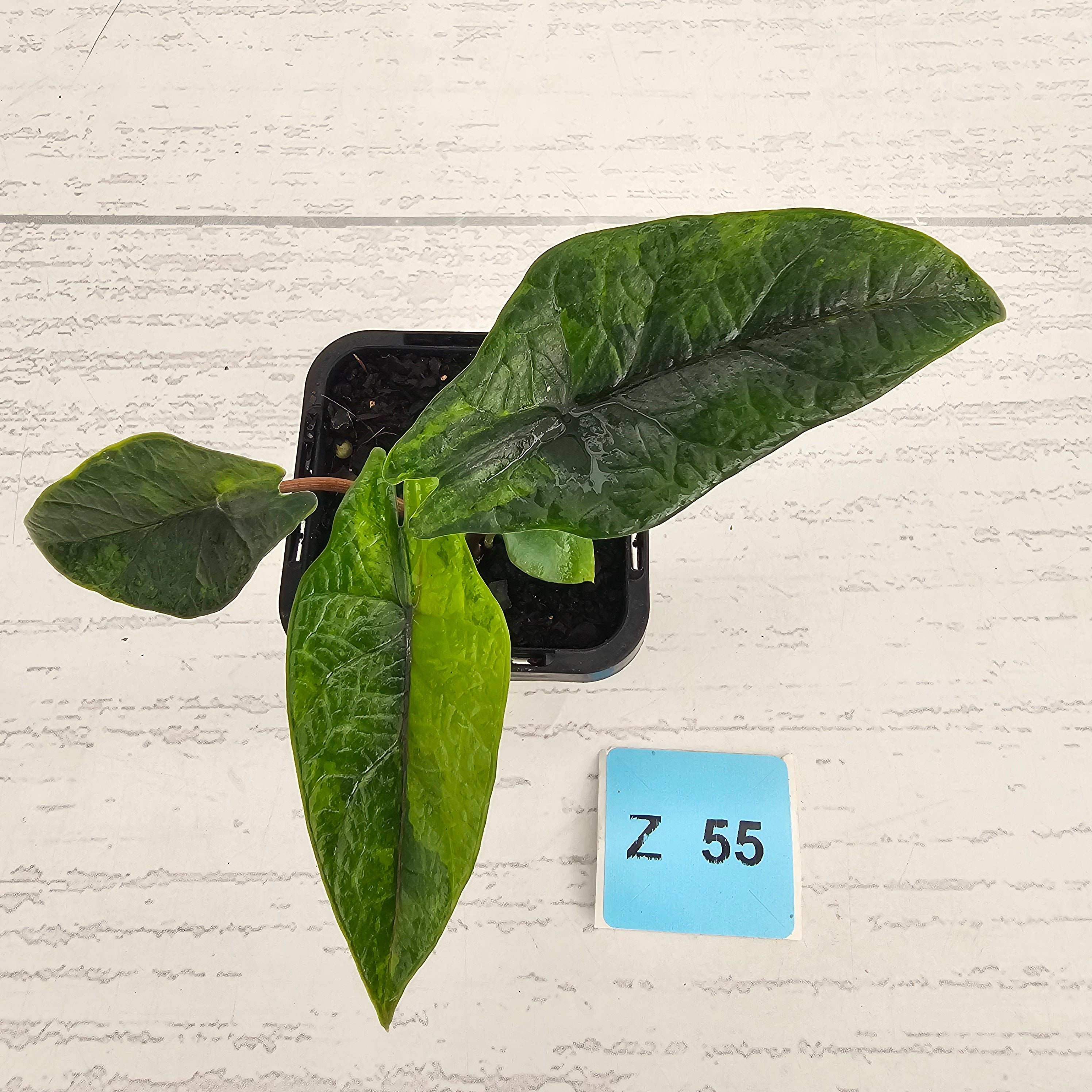 Alocasia scalprum  'Aurea' Variegata