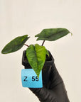 Alocasia scalprum  'Aurea' Variegata