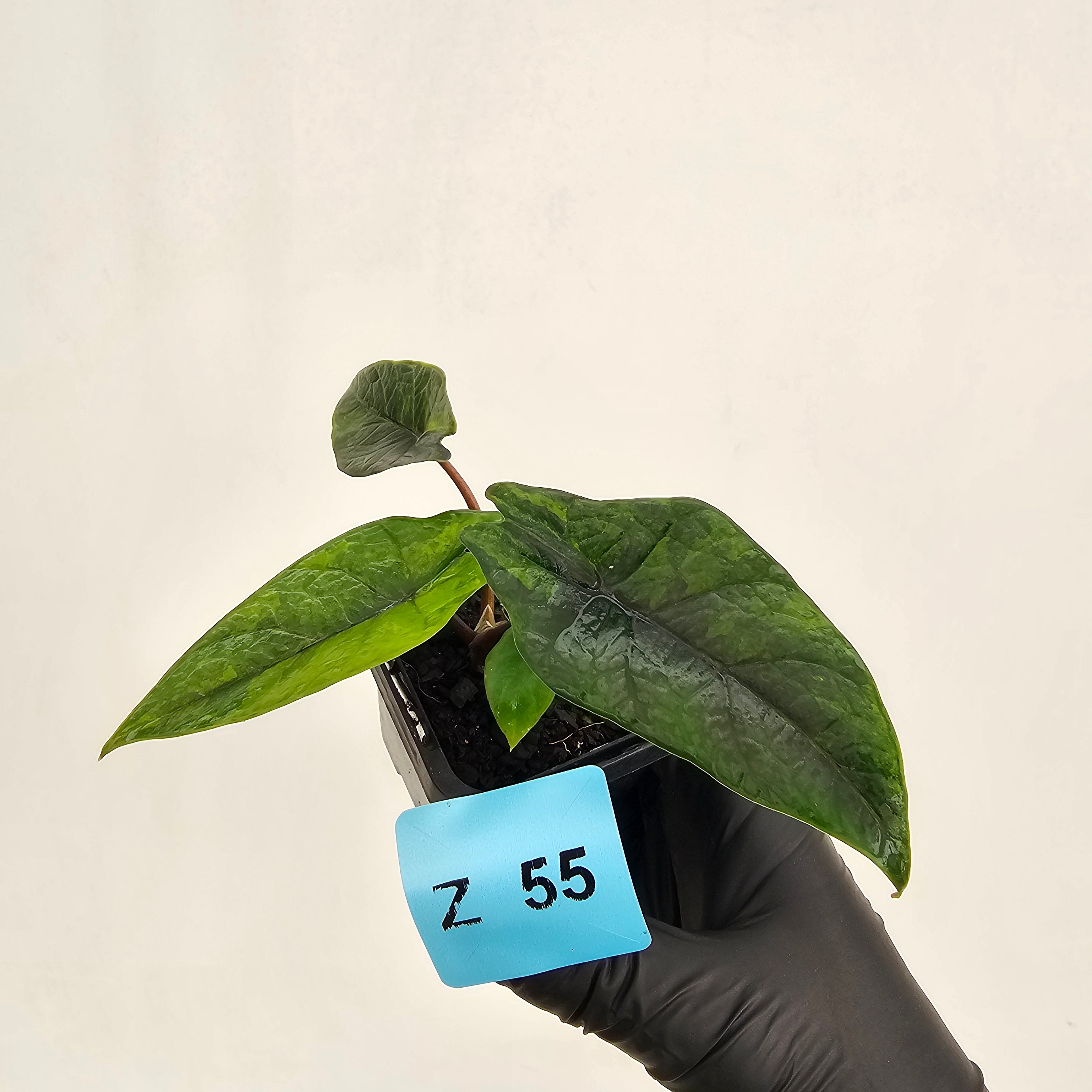 Alocasia scalprum  'Aurea' Variegata