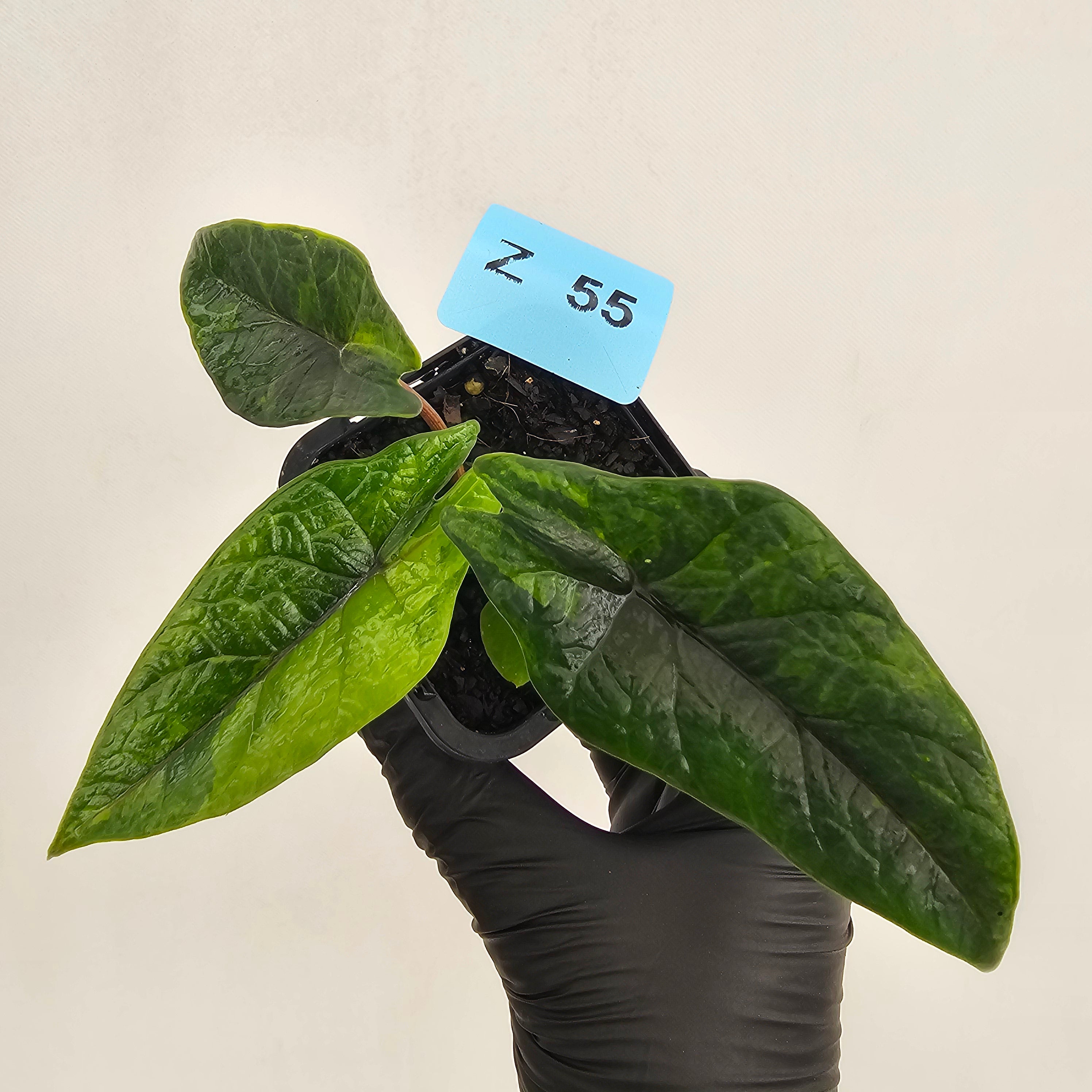 Alocasia scalprum  'Aurea' Variegata