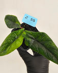 Alocasia scalprum  'Aurea' Variegata