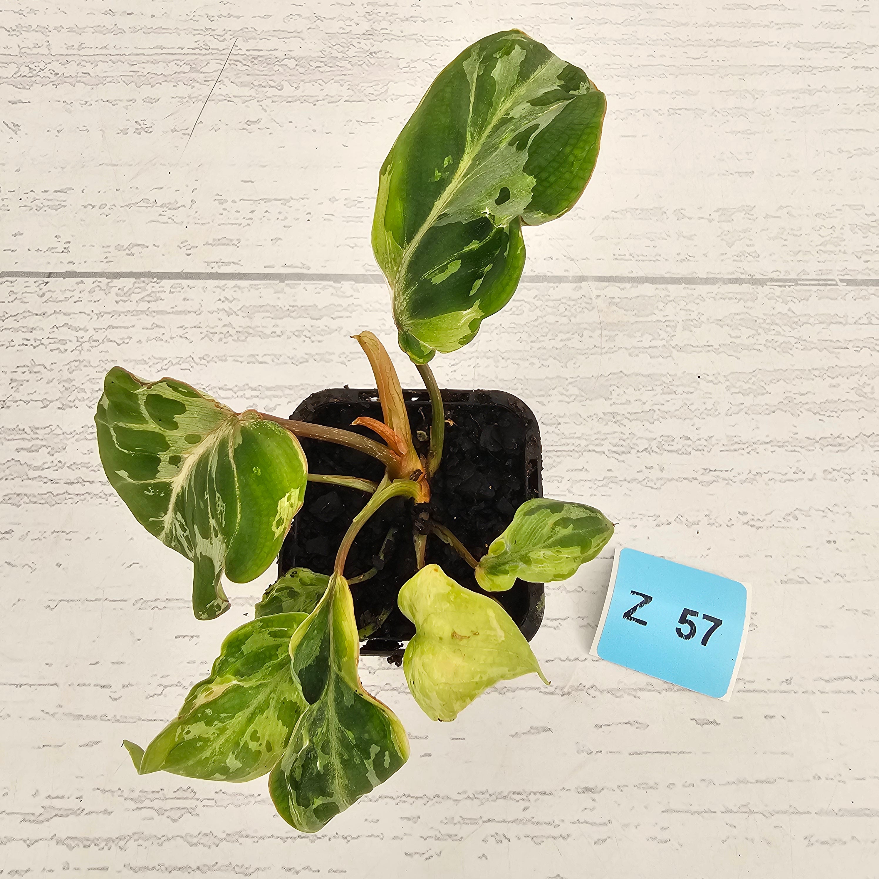 Philodendron gloriosum 'Snow Leopard'