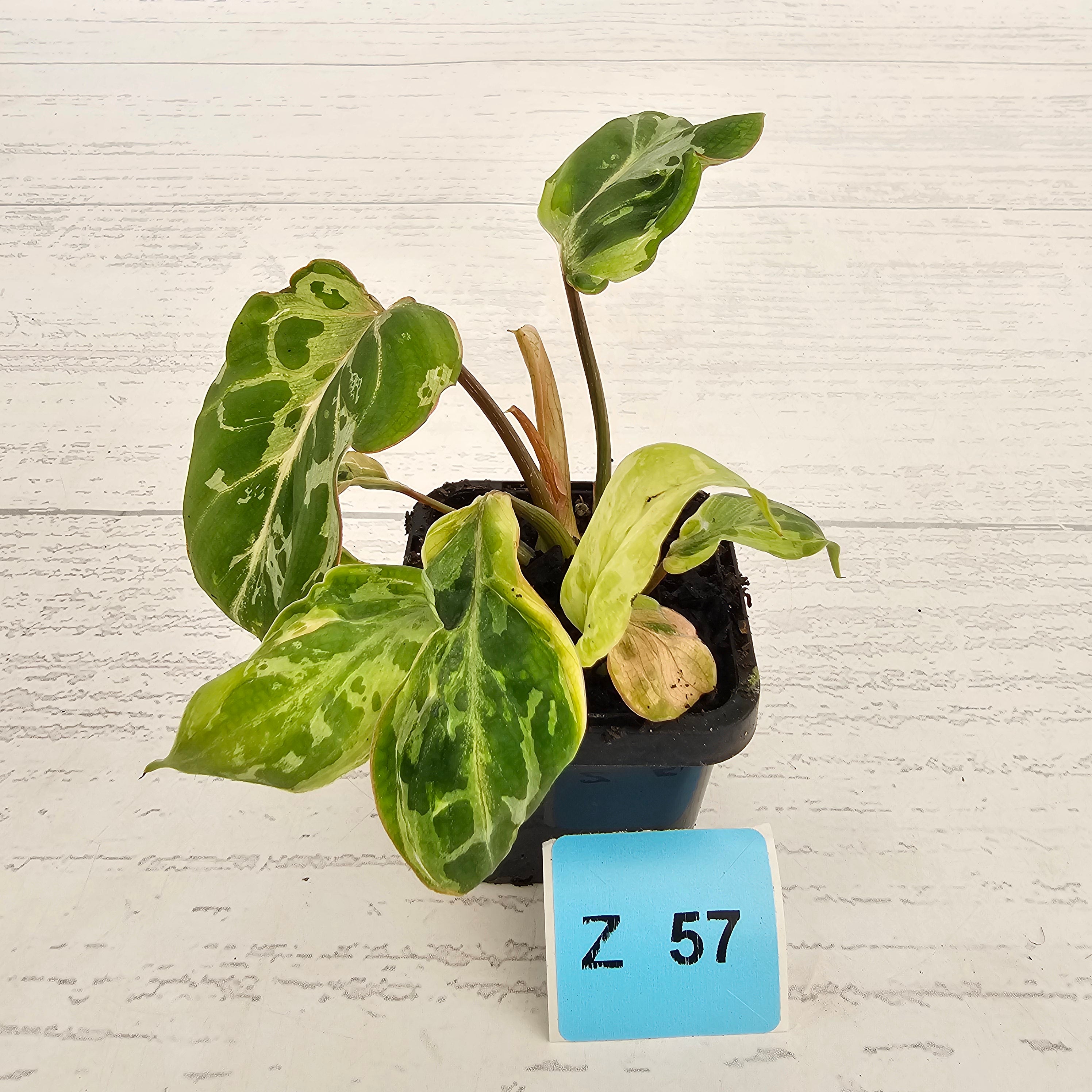 Philodendron gloriosum 'Snow Leopard'