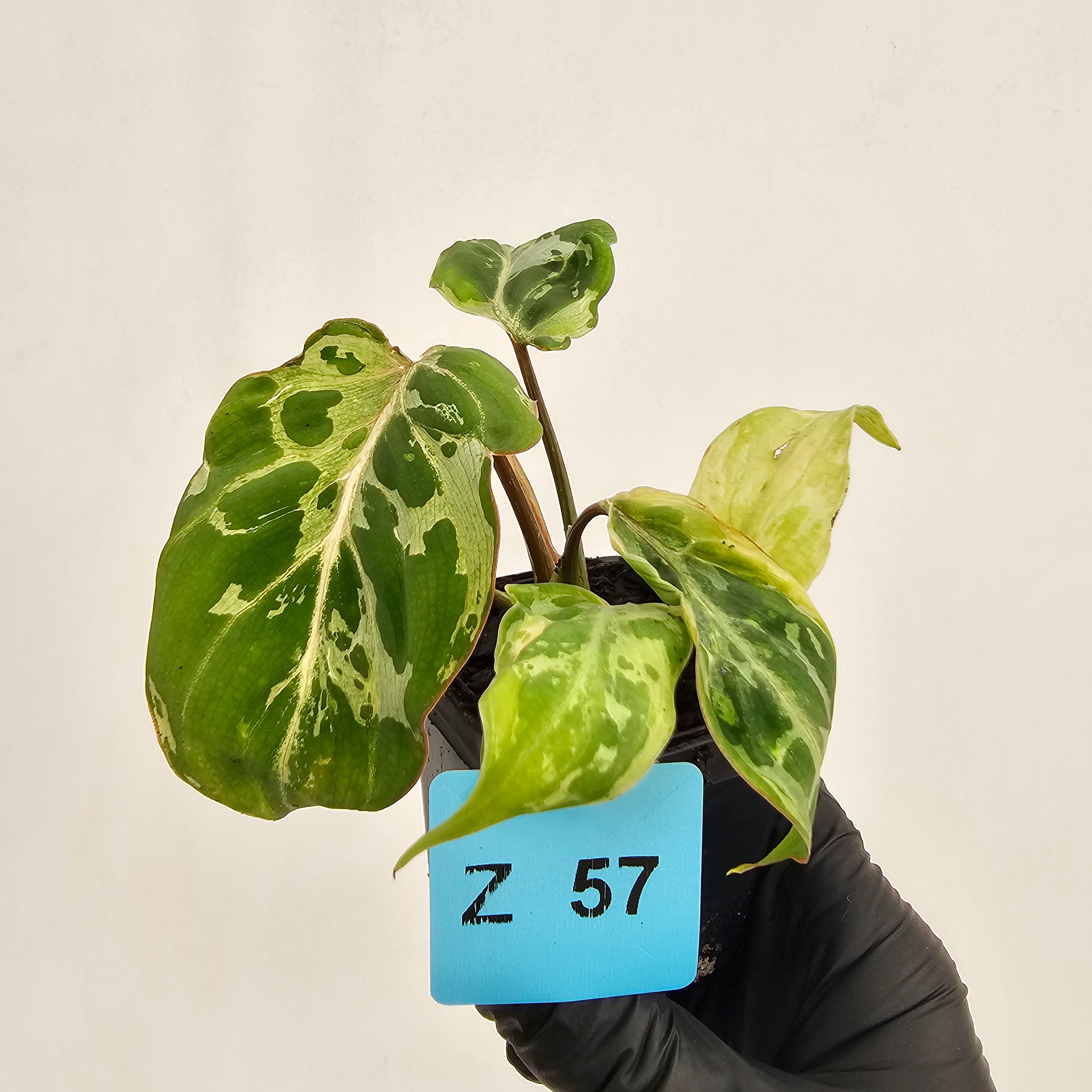 Philodendron gloriosum 'Snow Leopard'
