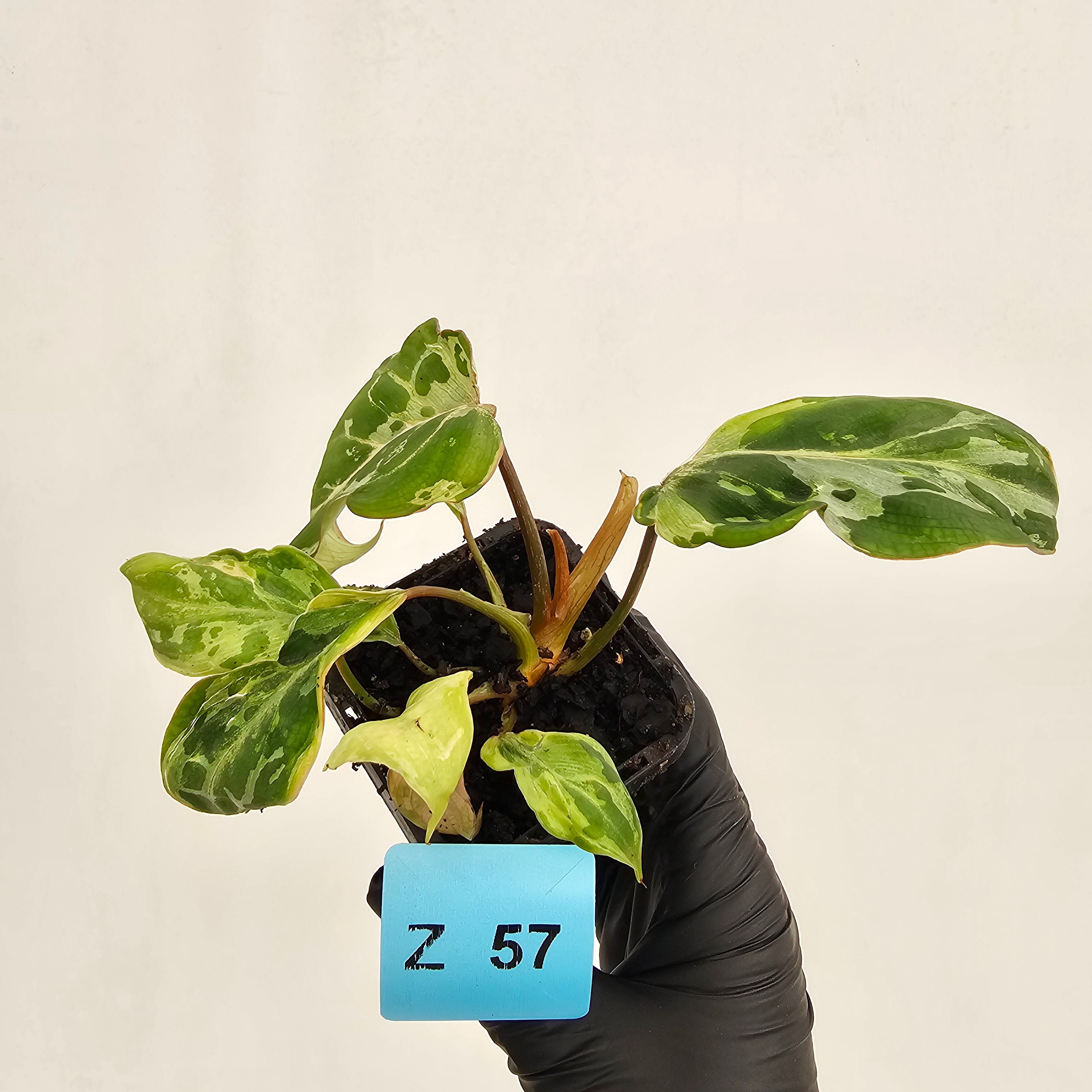 Philodendron gloriosum 'Snow Leopard'