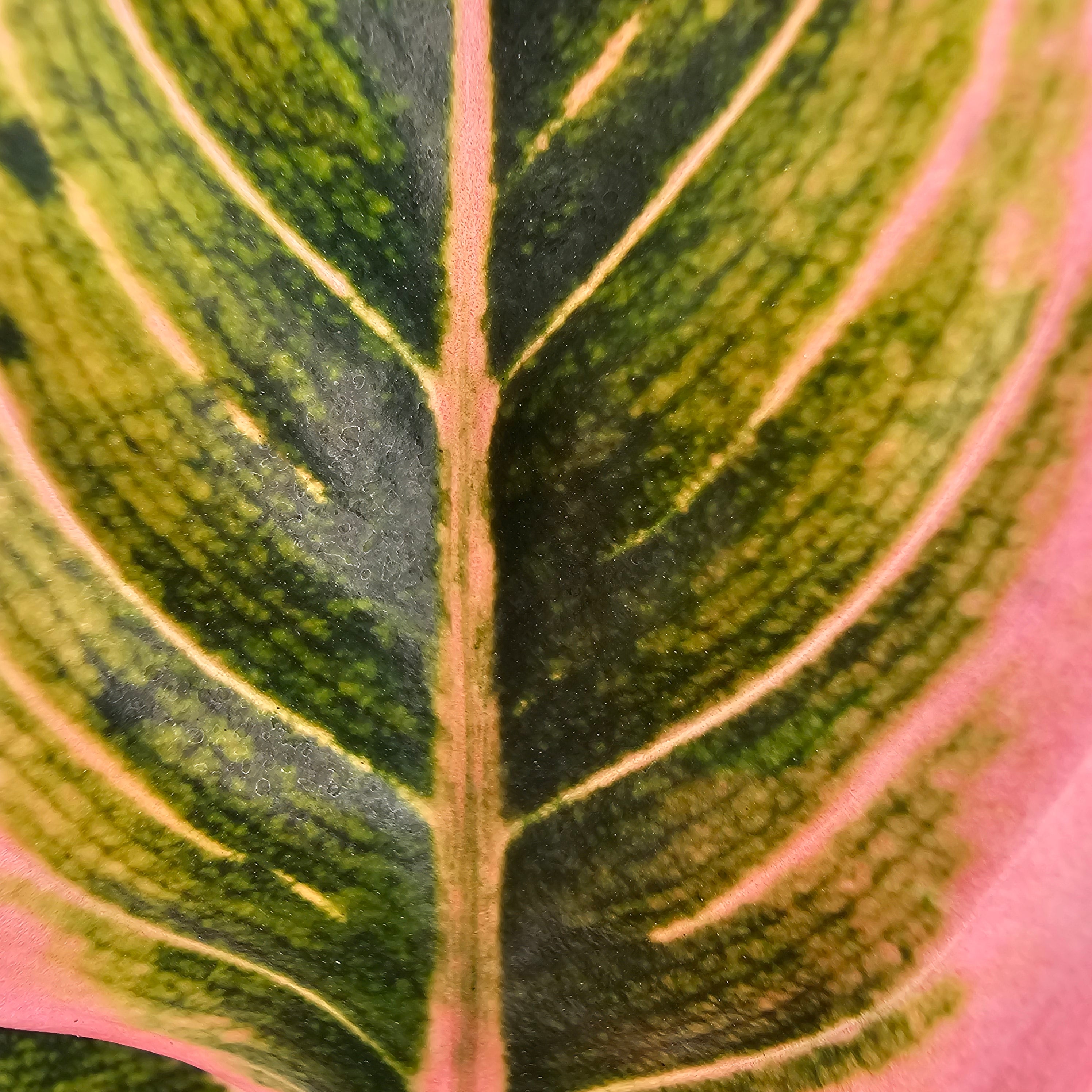 Aglaonema 'Wild Lotus'