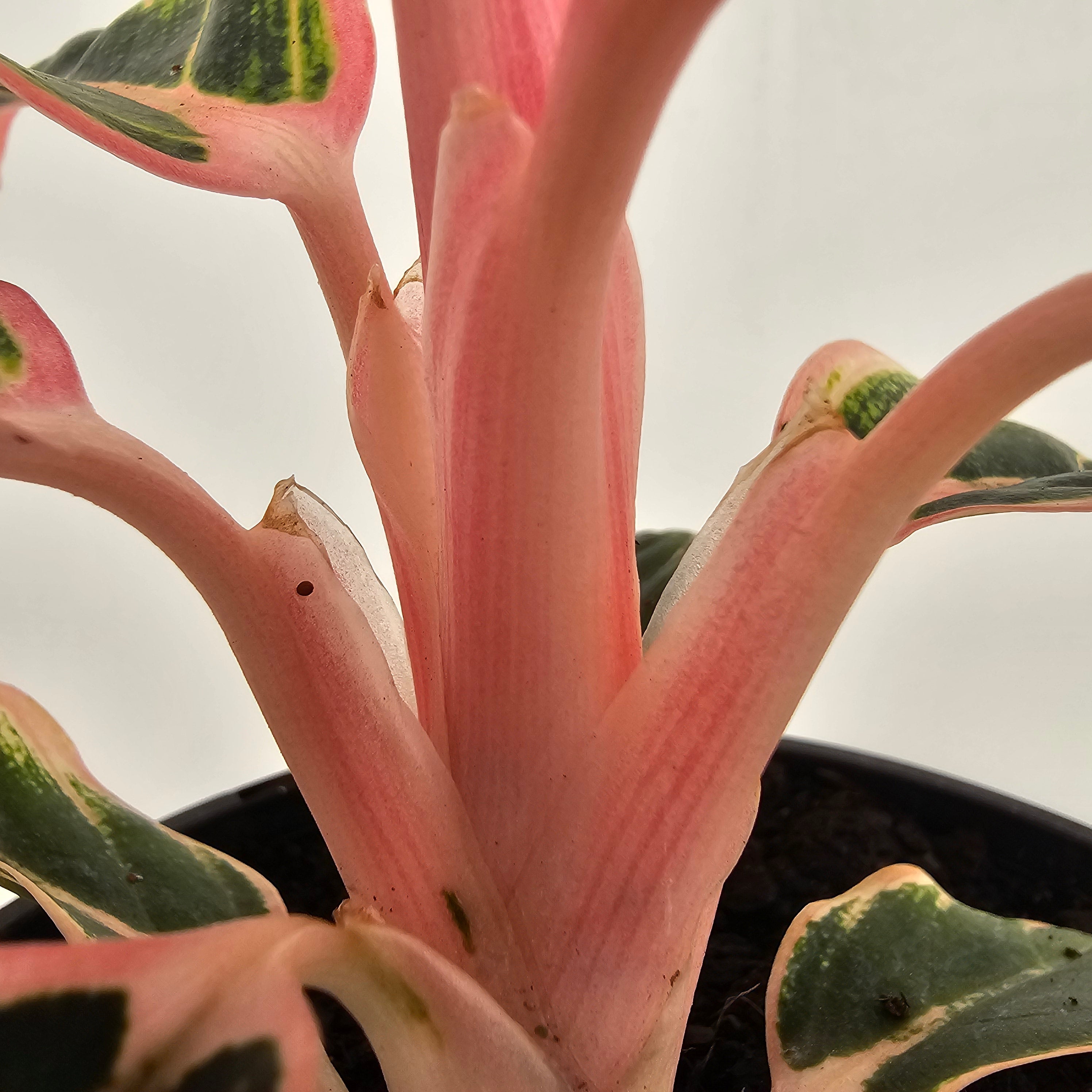 Aglaonema 'Wild Lotus'