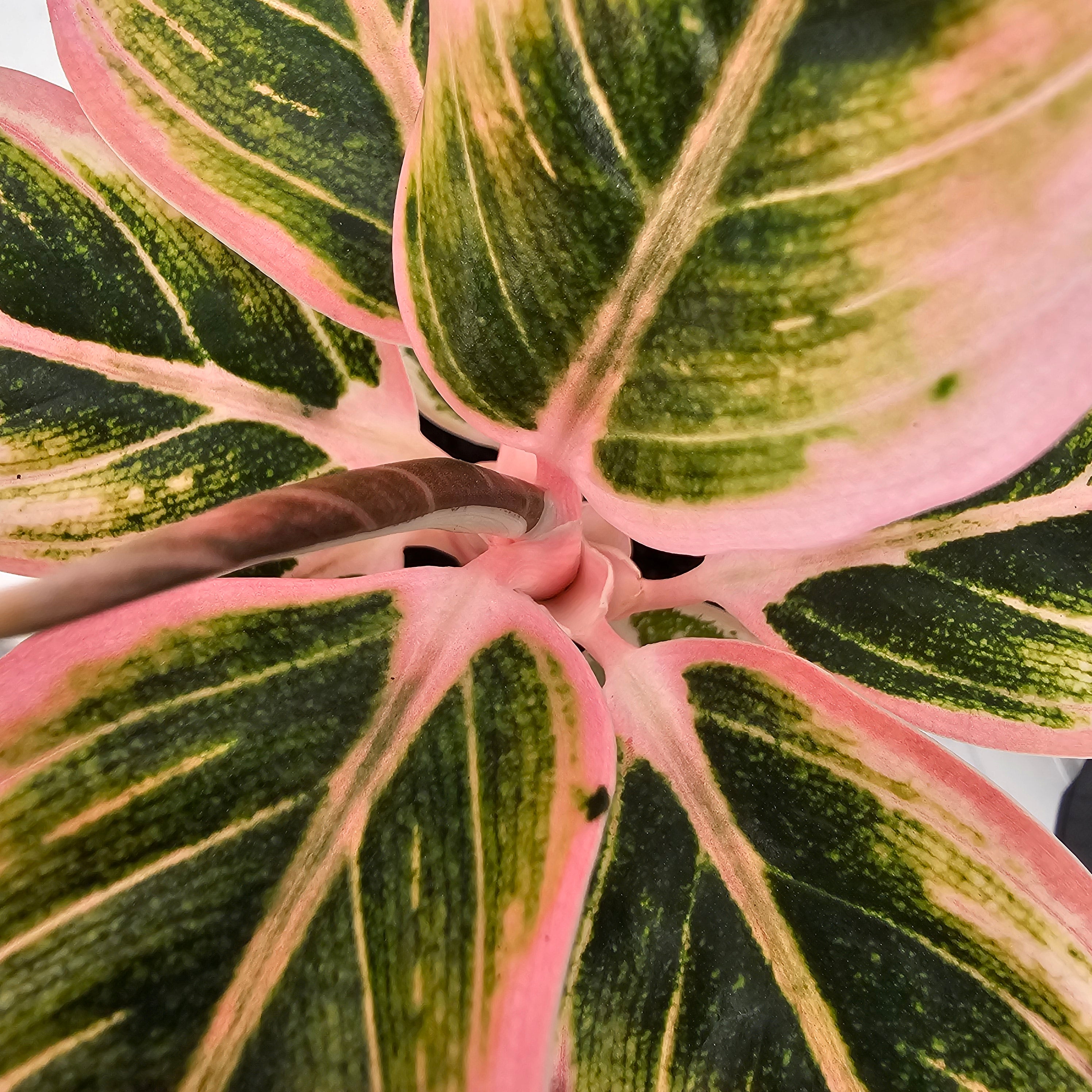 Aglaonema 'Wild Lotus'