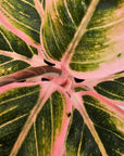 Aglaonema 'Wild Lotus'