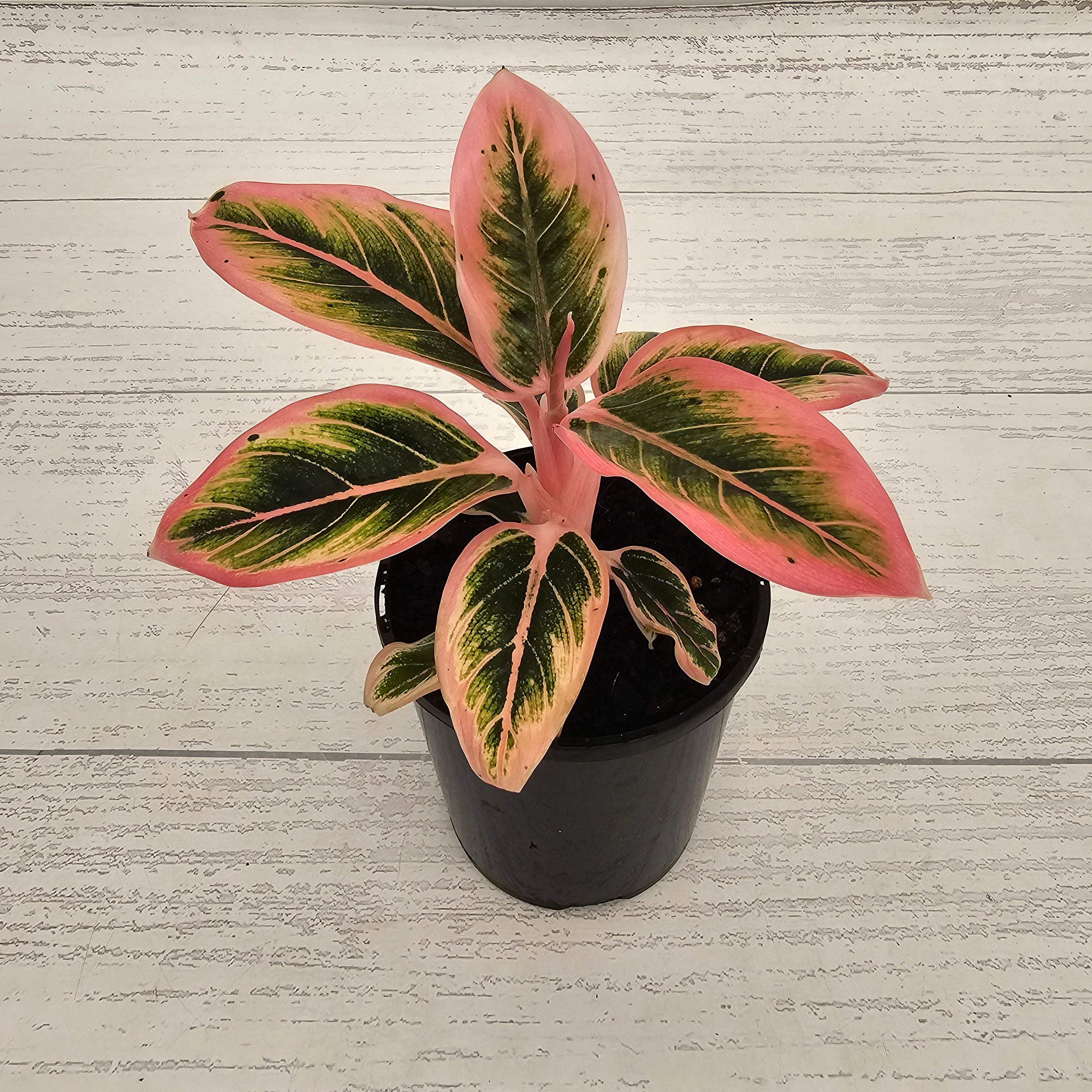Aglaonema 'Wild Lotus'