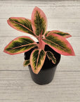 Aglaonema 'Wild Lotus'