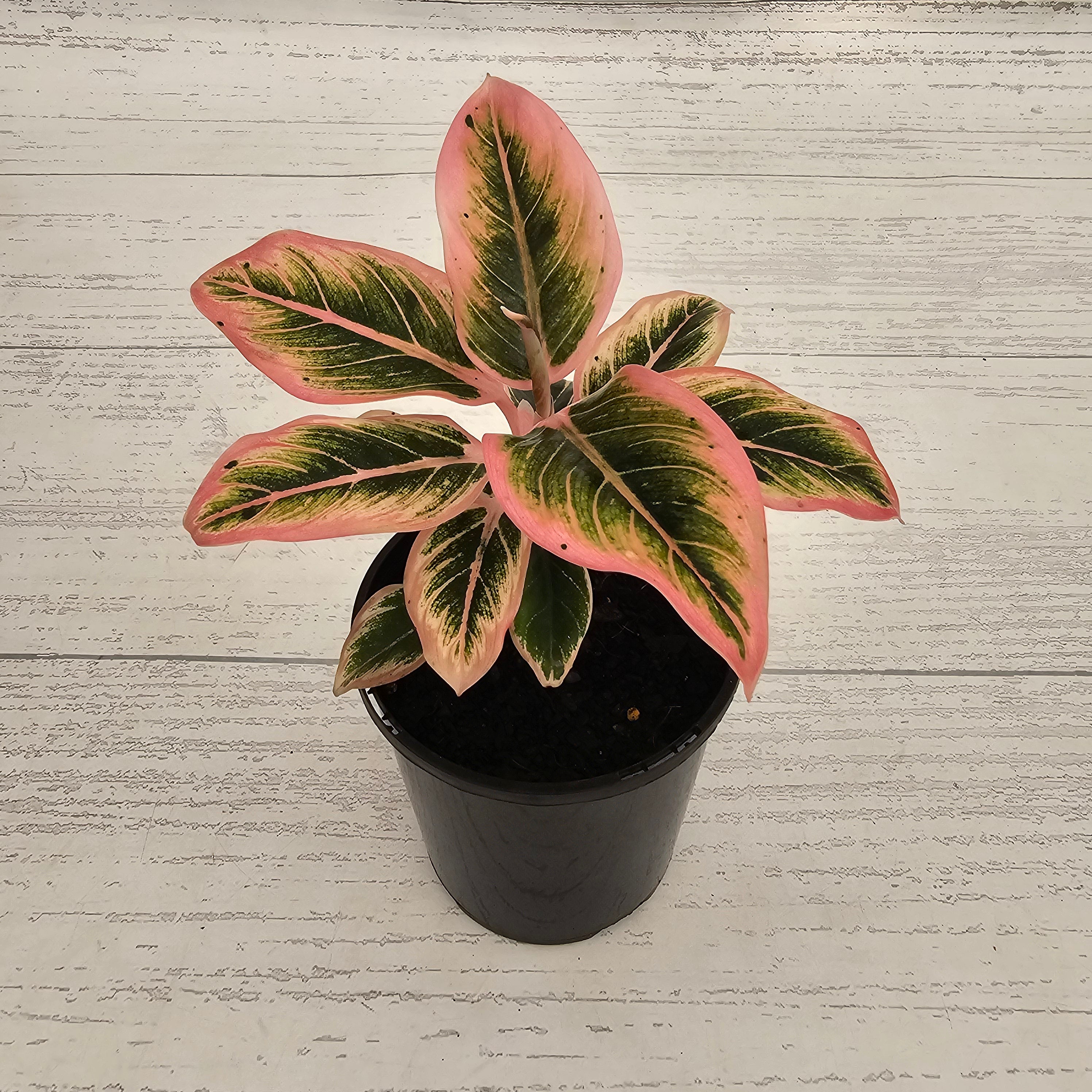 Aglaonema 'Wild Lotus'