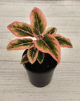 Aglaonema 'Wild Lotus'