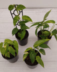 Epipremnum Pinnatum 'fire flame'