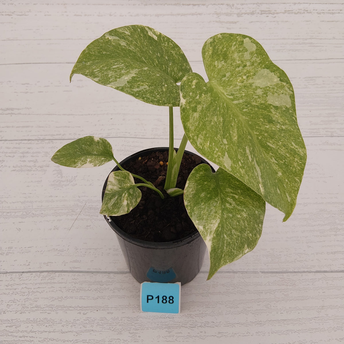 Monstera deliciosa Legacy