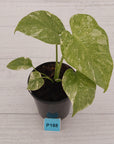 Monstera deliciosa Legacy