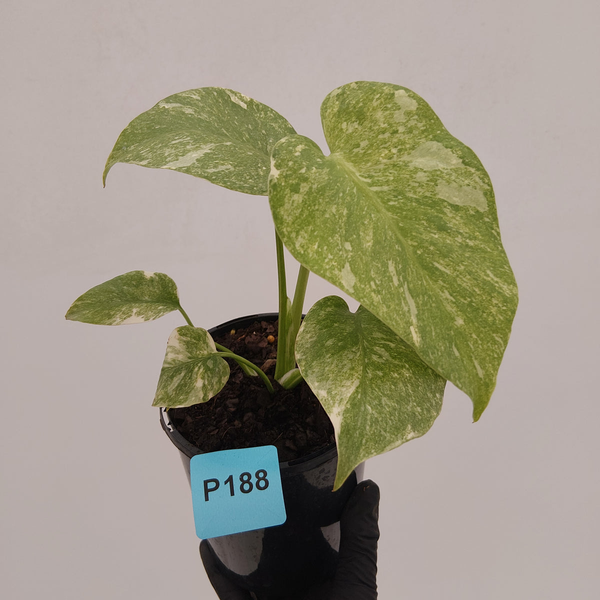 Monstera deliciosa Legacy