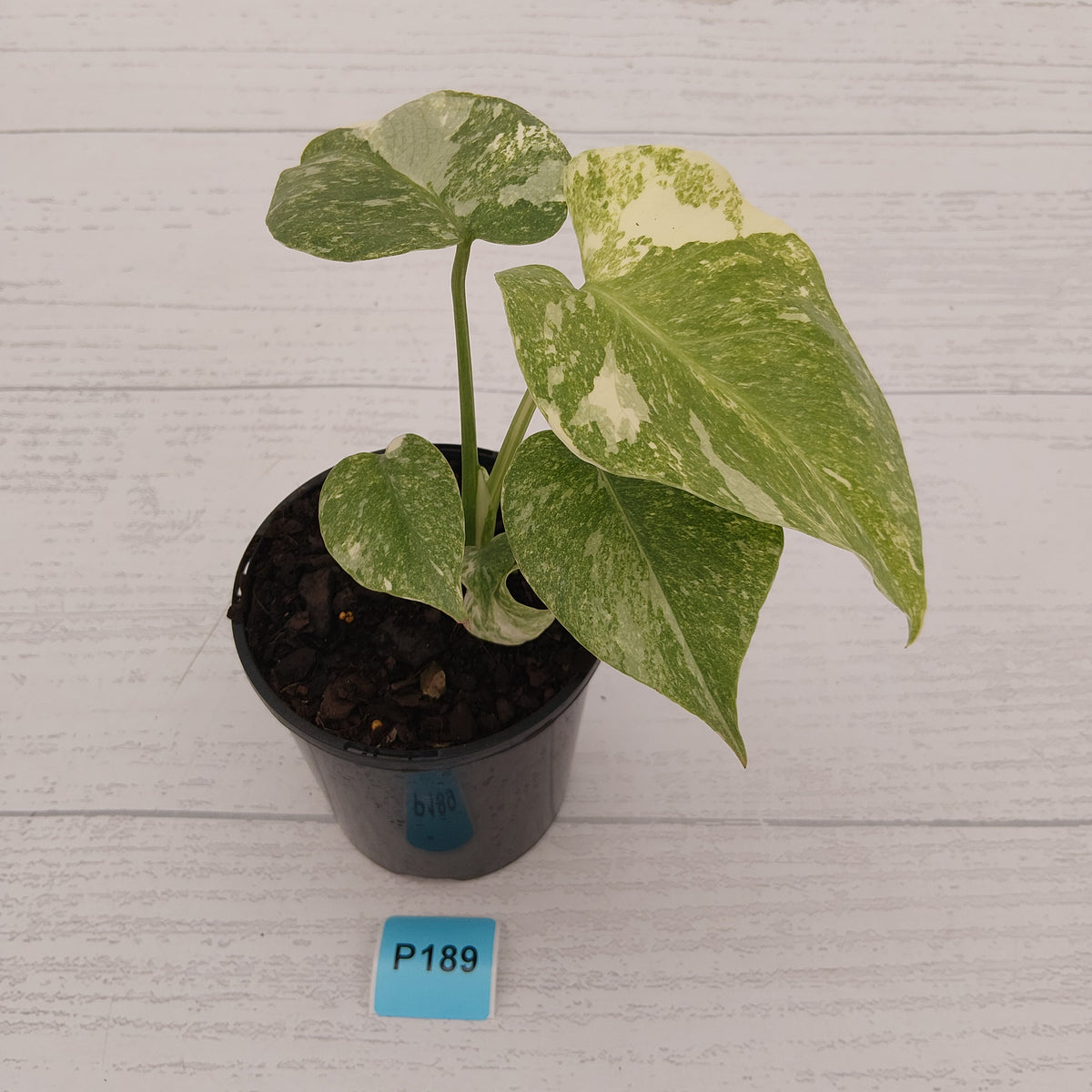 Monstera deliciosa Legacy