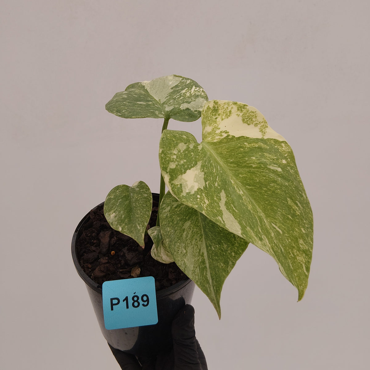 Monstera deliciosa Legacy