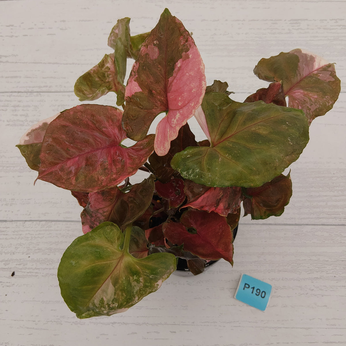 Syngonium podophyllum ' Strawberry Ice Galaxy'