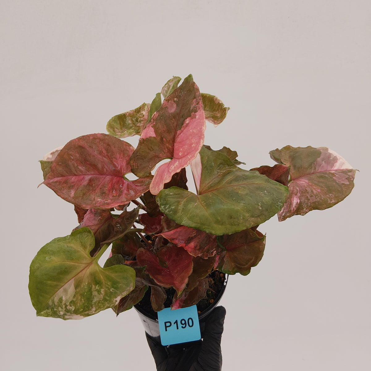Syngonium podophyllum ' Strawberry Ice Galaxy'