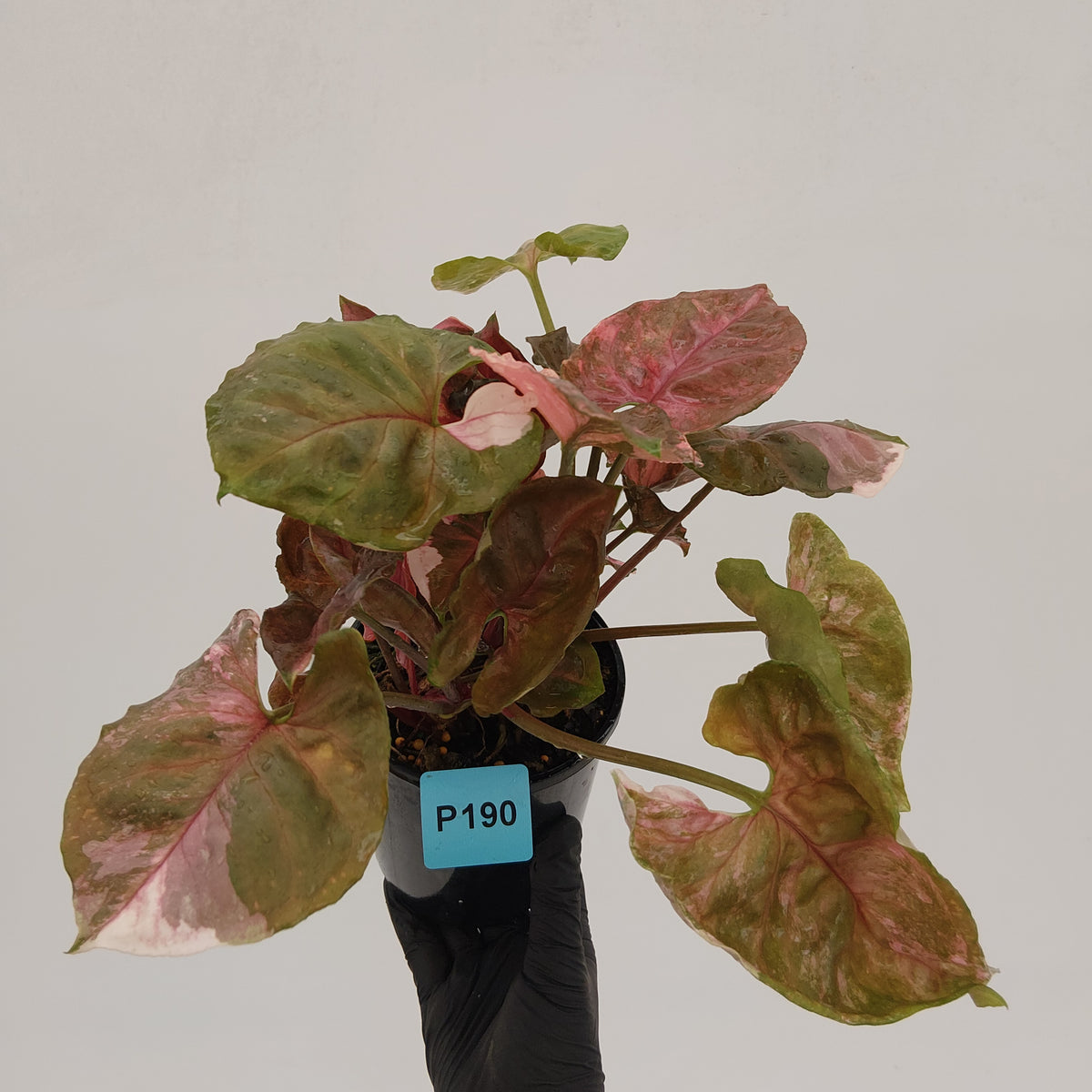 Syngonium podophyllum ' Strawberry Ice Galaxy'