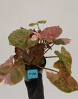 Syngonium podophyllum ' Strawberry Ice Galaxy'