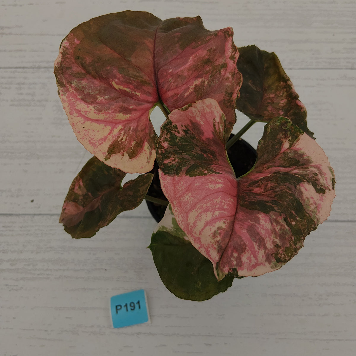 Syngonium podophyllum ' Strawberry Ice Galaxy'