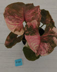 Syngonium podophyllum ' Strawberry Ice Galaxy'