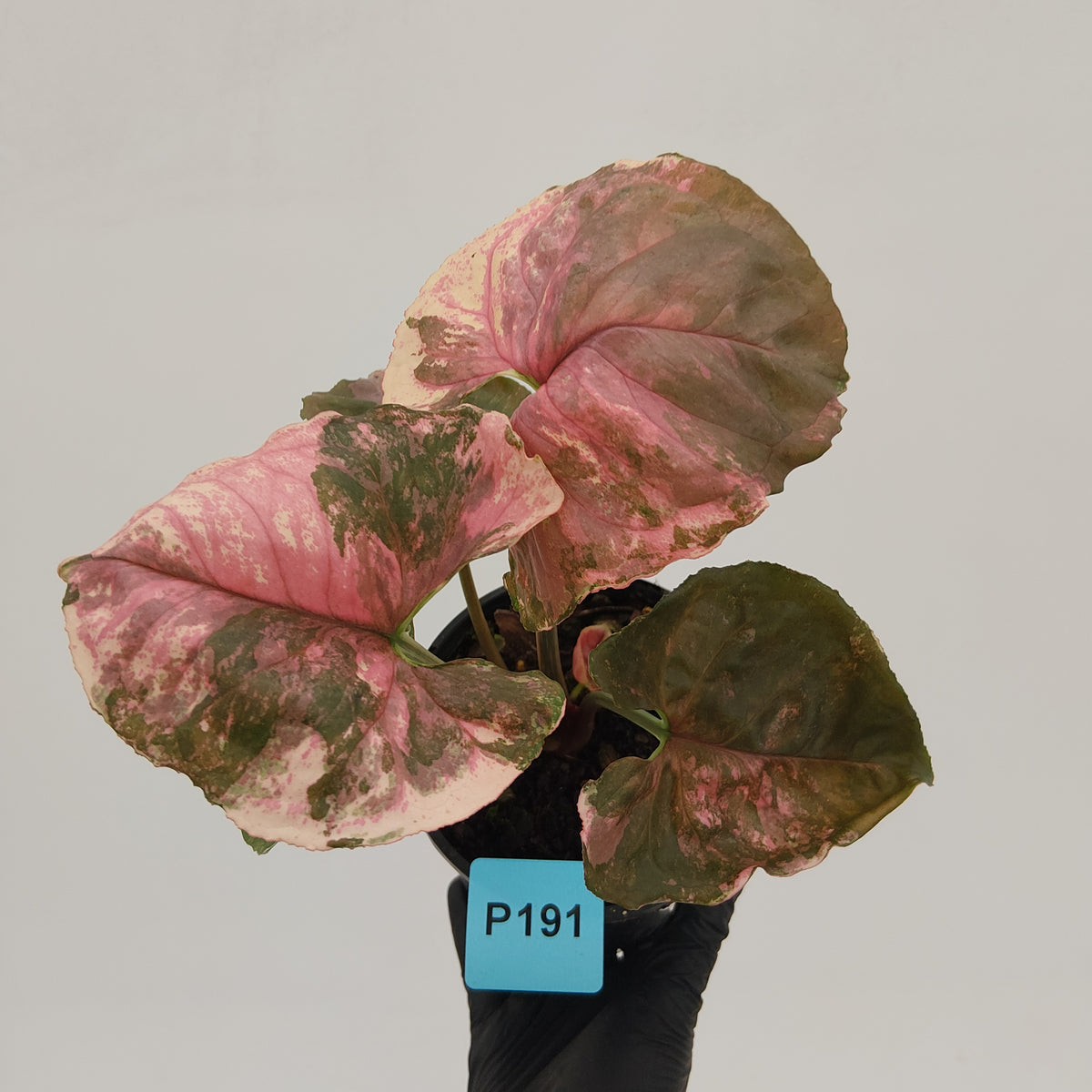Syngonium podophyllum ' Strawberry Ice Galaxy'