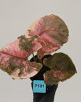 Syngonium podophyllum ' Strawberry Ice Galaxy'