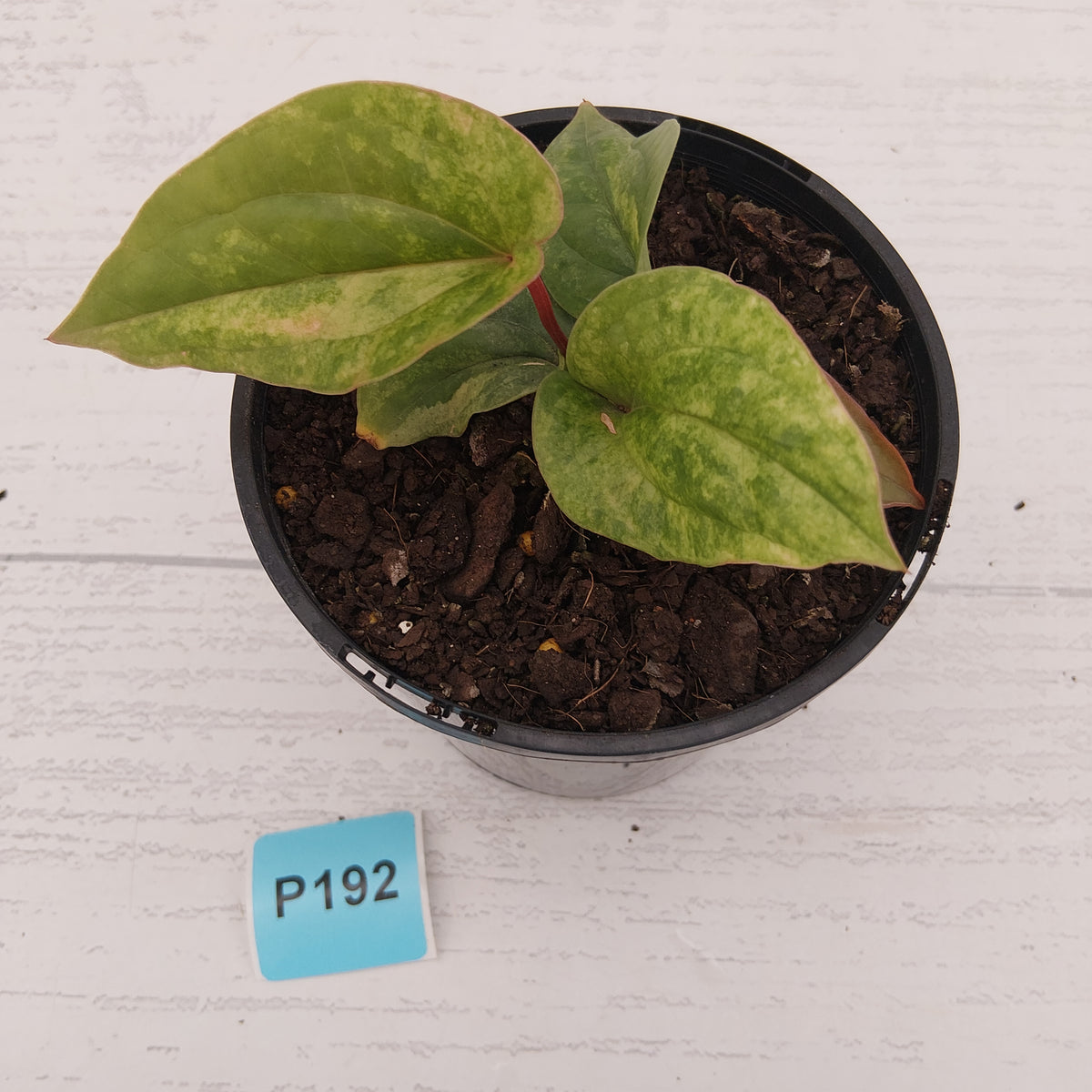 Anthurium Luxurians x Radicans Variegata