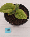 Anthurium Luxurians x Radicans Variegata
