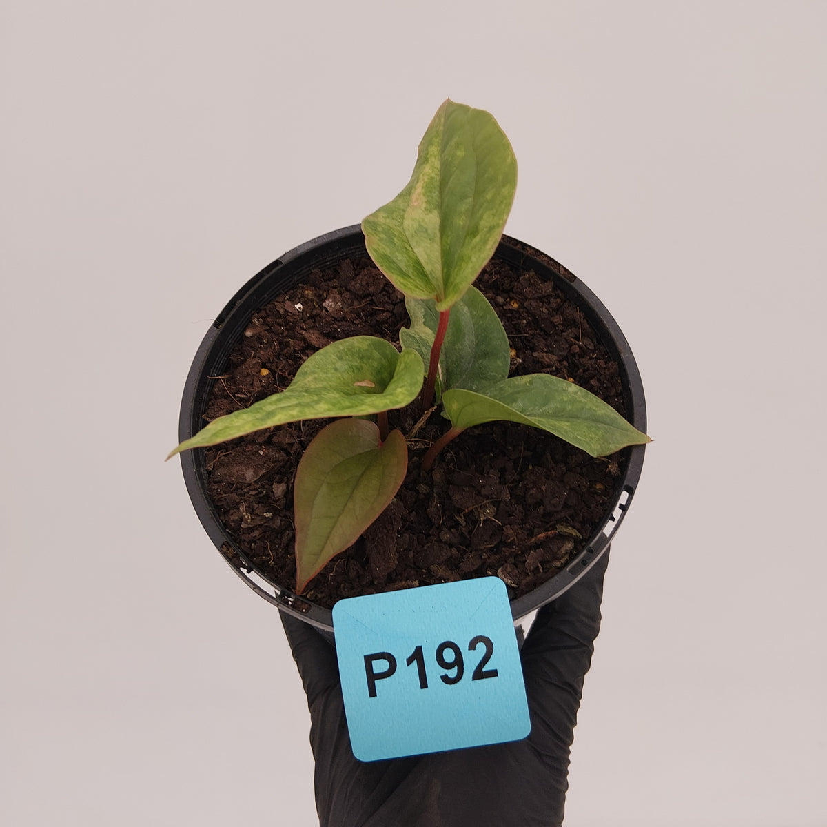 Anthurium Luxurians x Radicans Variegata