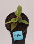 Anthurium Luxurians x Radicans Variegata