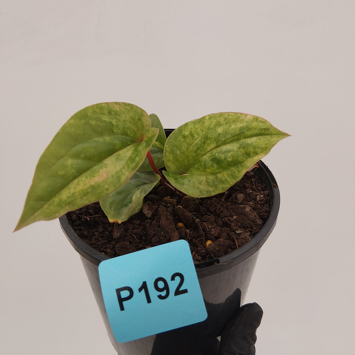 Anthurium Luxurians x Radicans Variegata