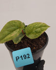 Anthurium Luxurians x Radicans Variegata