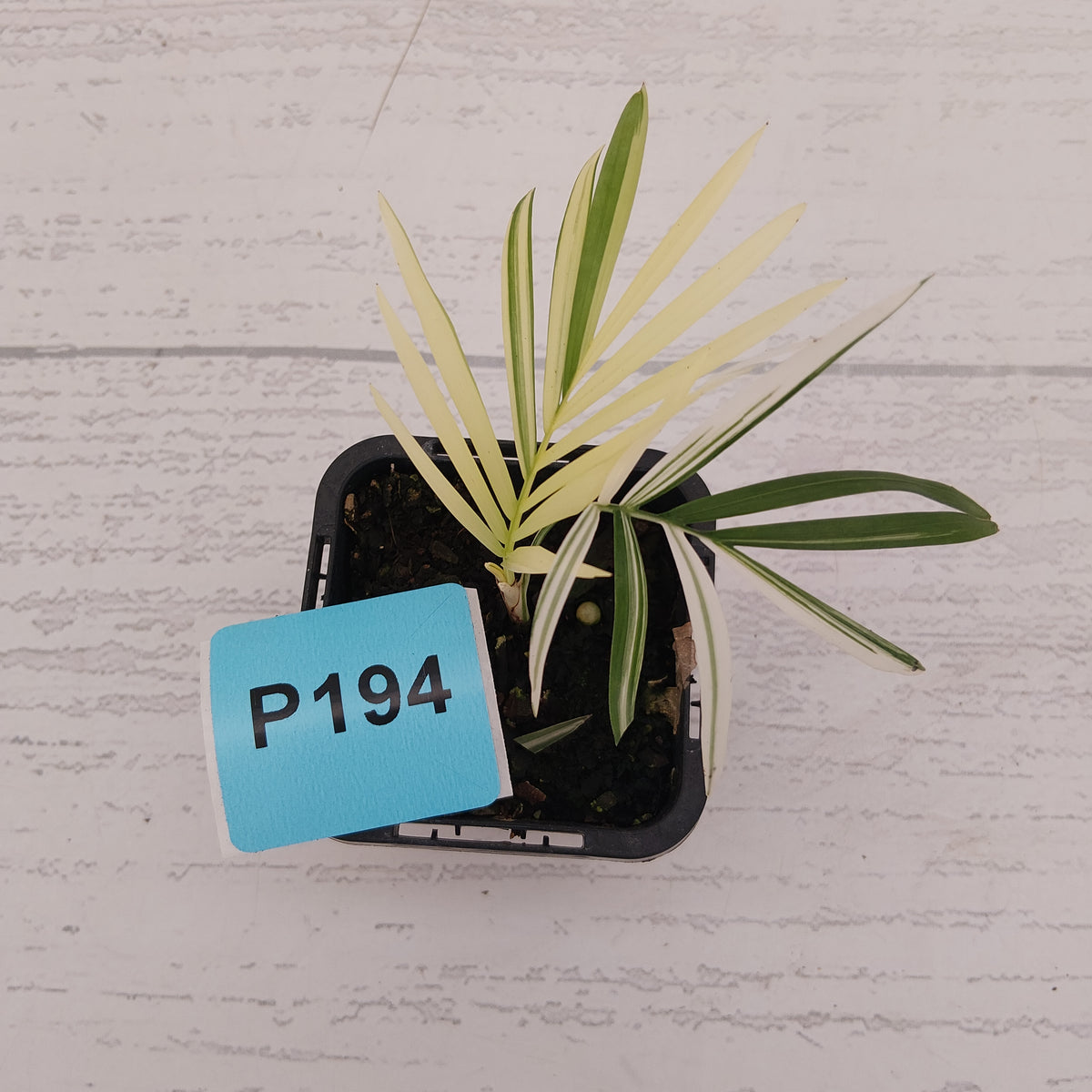 Chamaedorea elegans Parlour Palm Variegated