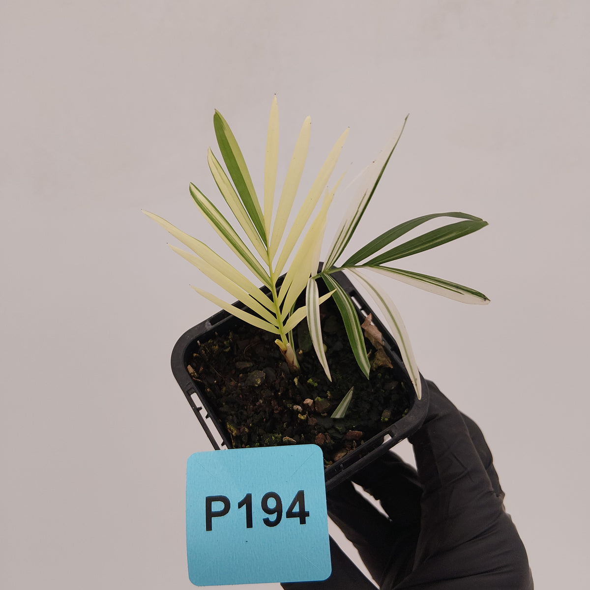 Chamaedorea elegans Parlour Palm Variegated